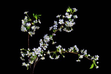 siyah arka plan üzerine kiraz çiçekleri
