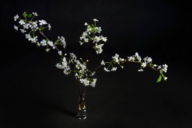 Siyah bir arka plan üzerinde küçük bir cam vazo içinde çiçekli kiraz dalları