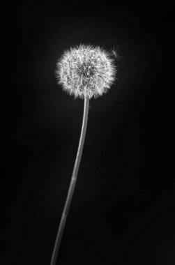 Siyah arkaplanda beyaz karahindiba