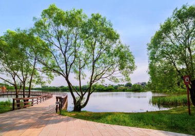Moskova. 16 Haziran 2020. Meshchersky parkındaki güzel yaz manzarası. Güzel bir göl ve köprü manzarası.