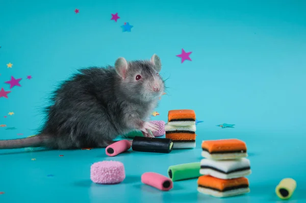 Крыса празднует день рождения на синем фоне — стоковое фото