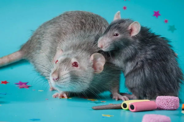 Крыса празднует день рождения на синем фоне — стоковое фото