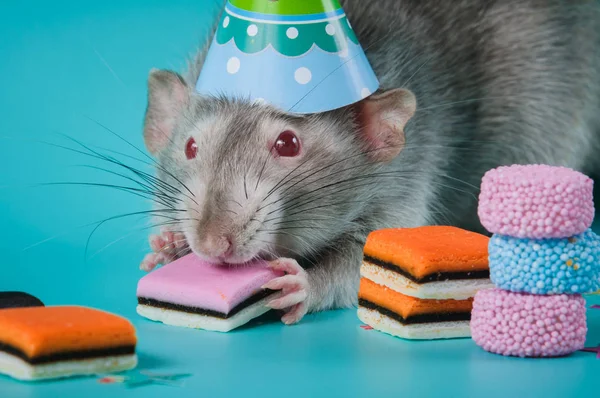 Rat fête son anniversaire sur un fond bleu — Photo