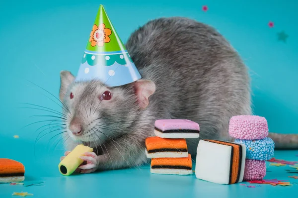 Rat fête son anniversaire sur un fond bleu — Photo