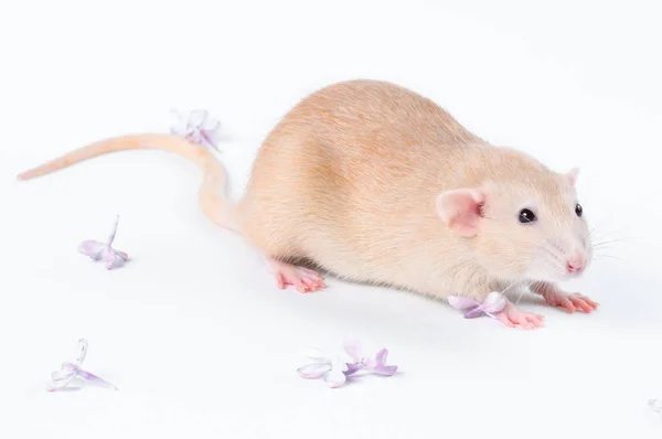 Pomarańczowy szczur z liliowymi kwiatami na białym tle — Zdjęcie stockowe