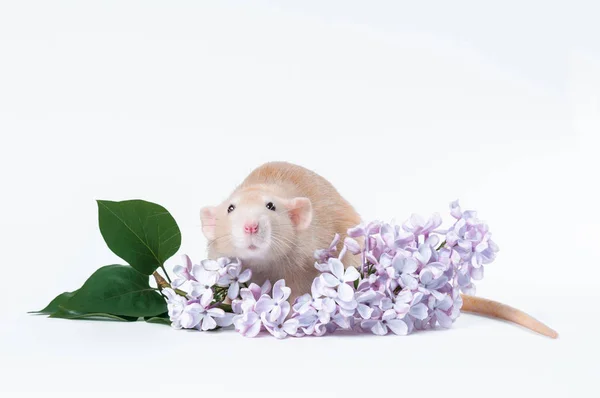 Apelsin råtta med lila blommor på vit bakgrund — Stockfoto