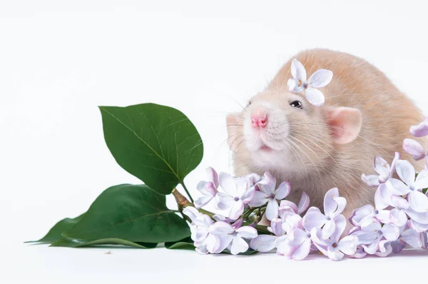 Rat orange aux fleurs lilas sur fond blanc — Photo