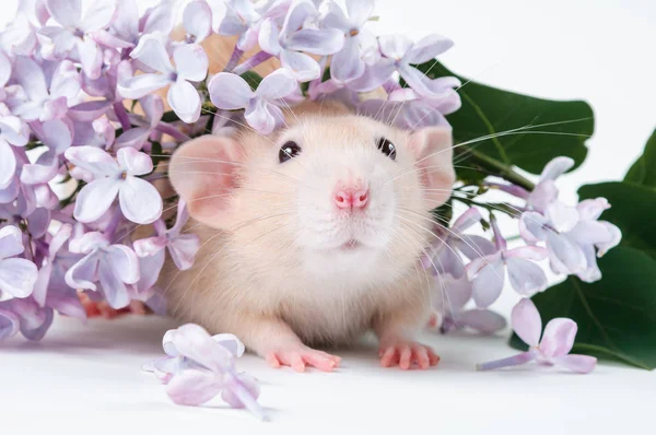 Rat orange aux fleurs lilas sur fond blanc — Photo