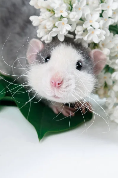 Drôle petit rat regarde à partir de fleurs blanches — Photo