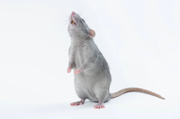 Affectionate cute rat sitting on white background — Stock Photo, Image