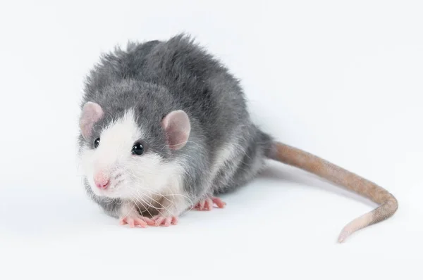 Affectionate cute rat sitting on white background — Stock Photo, Image