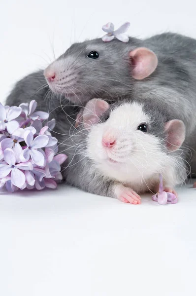 Two rat friend lie on a white background in vibrant colors — Stock Photo, Image