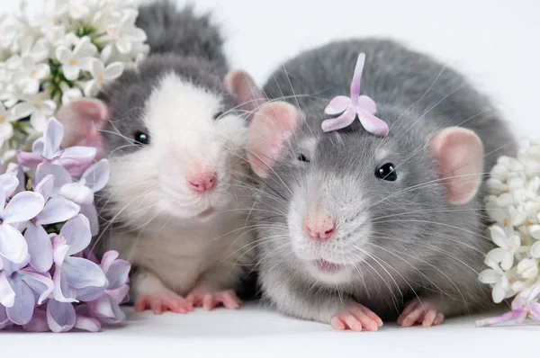 2匹のネズミの友人は、鮮やかな色で白い背景に横たわっています — ストック写真