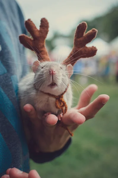 Rato de mão em um traje de veado — Fotografia de Stock