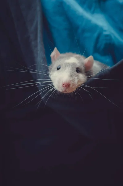 Sad rat kijkt uit de motorkap — Stockfoto