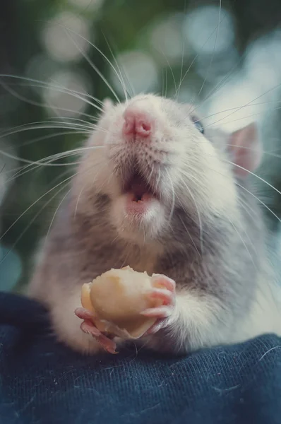 Rat mâche des boulettes et ouvre grand la bouche — Photo