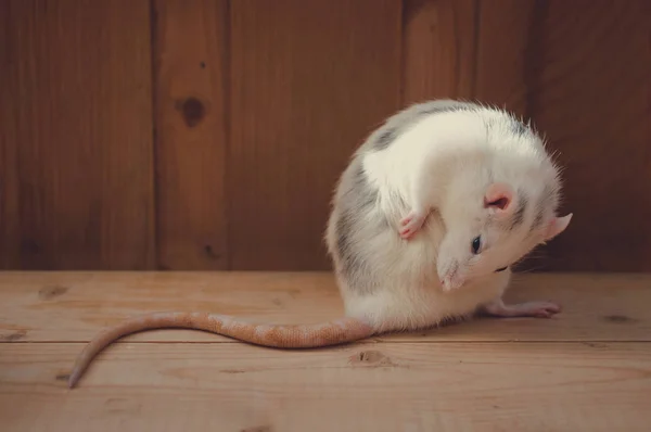 Domestic rat washes its body — Stock Photo, Image