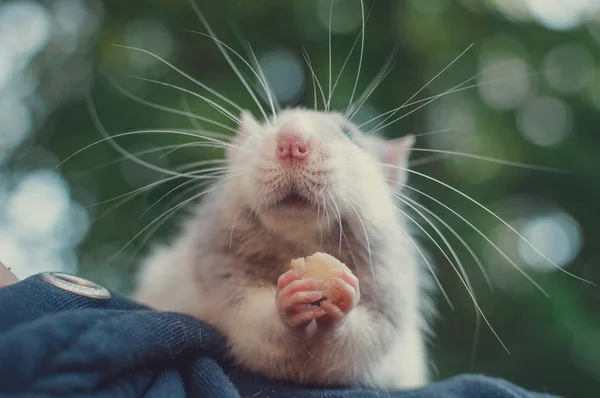 De rat zit op de schouder en eet — Stockfoto