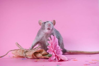 Pembe bir arka planda çiçek bir buket tutan güzel sıçan