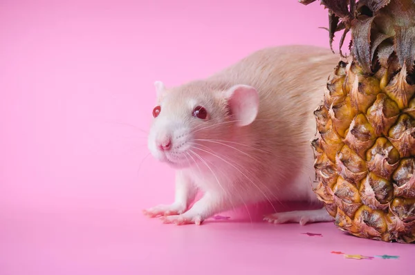 Красная крыса с ананасом на розовом фоне — стоковое фото