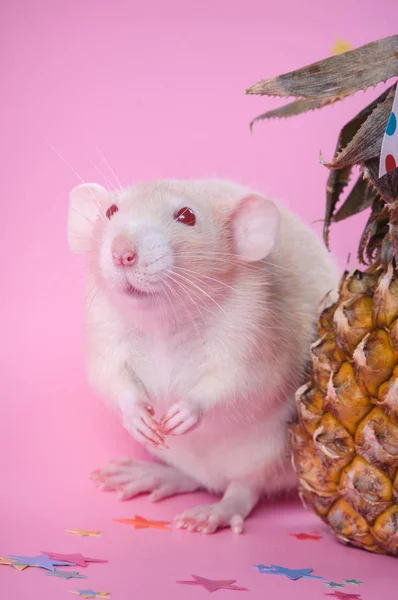 Rode rat met ananas op een roze achtergrond — Stockfoto