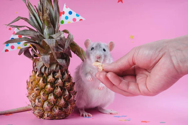 Милая маленькая крыса стоит с большим ананасом на розовом фоне . — стоковое фото