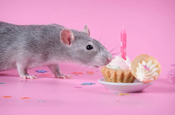 Bon rat manger gâteau sur un fond rose — Photo