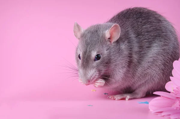 Söt blå råtta med svarta ögon tvättar hans ansikte med händerna på en rosa bakgrund — Stockfoto