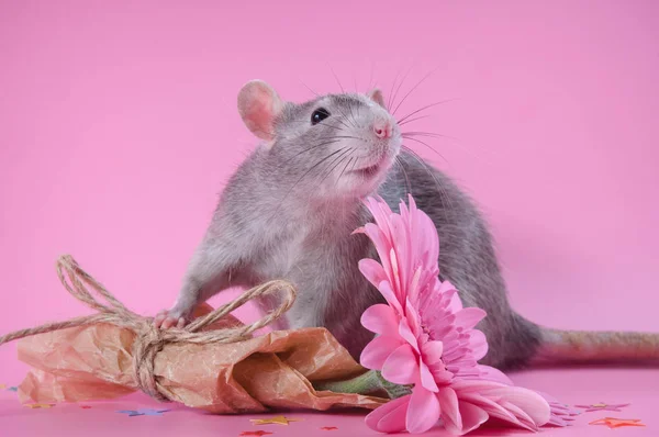 Joli rat tenant un bouquet de fleurs sur fond rose — Photo