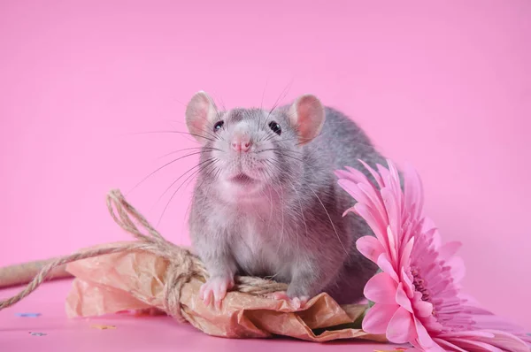 ピンクの背景に花の花束を持つ素敵なネズミ — ストック写真