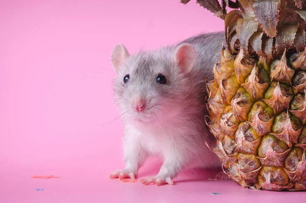 Милая маленькая крыса стоит с большим ананасом на розовом фоне . — стоковое фото
