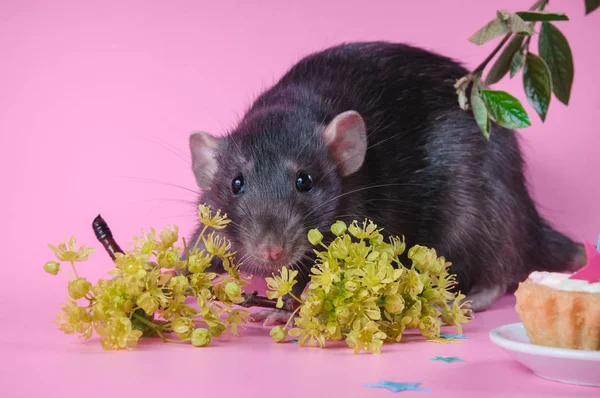 Funny black rat smiles with flowers on a pink background