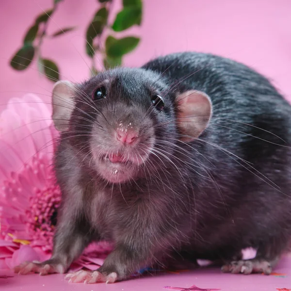 Drôle de sourire de rat noir avec des fleurs sur un fond rose — Photo