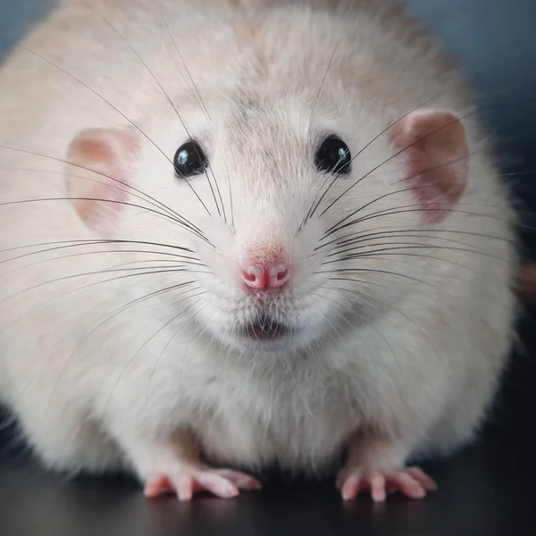Fat rat with black eyes, close-up — Stock Photo, Image