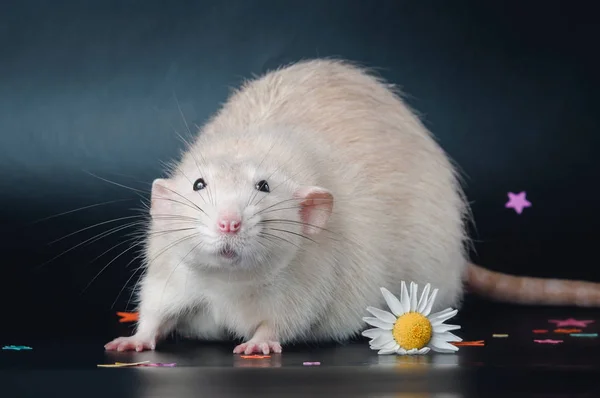 Жирная крыса с цветком на черном фоне — стоковое фото