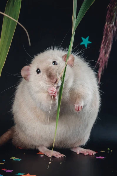 Graisse rat dans l'herbe sur un fond noir — Photo