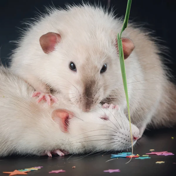 Två roliga råttor Gos på en svart bakgrund — Stockfoto