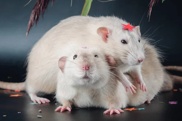 Två roliga råttor Gos på en svart bakgrund — Stockfoto