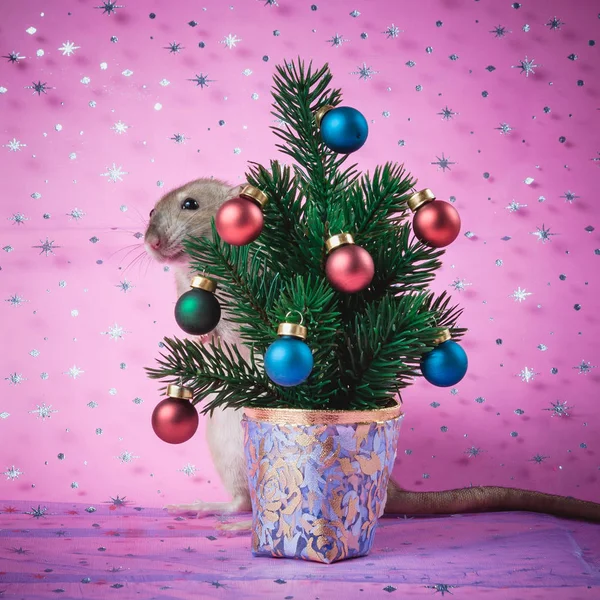 Linda rata cerca de un árbol de Navidad sobre un fondo rosa con copos de nieve — Foto de Stock