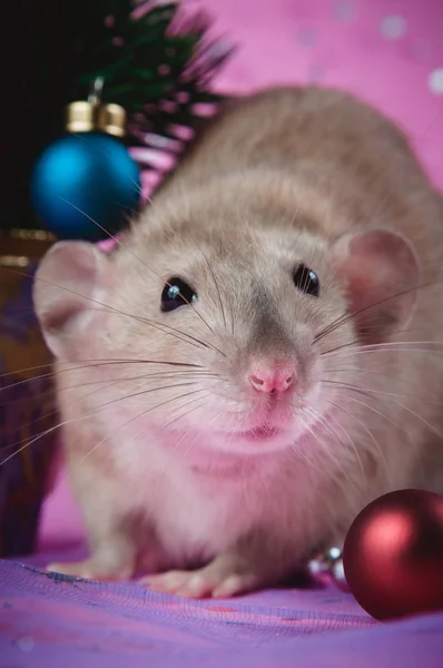 可爱的老鼠靠近圣诞树的粉红色背景与雪花 — 图库照片