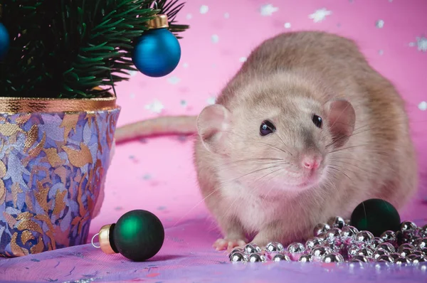 Cute rat near a Christmas tree on a pink background with snowflakes — Stock Photo, Image