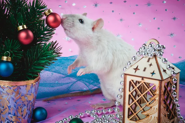 Kar taneleri ile pembe bir arka plan üzerinde bir Noel ağacı yakınında Sevimli sıçan — Stok fotoğraf