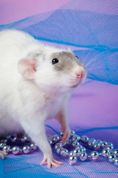 Rat blanc gracieux aux yeux noirs sur un délicat fond bleu et rose — Photo