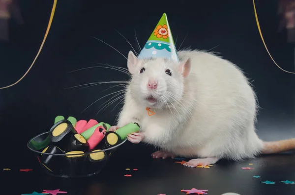 Festive rat eats candy on a black background