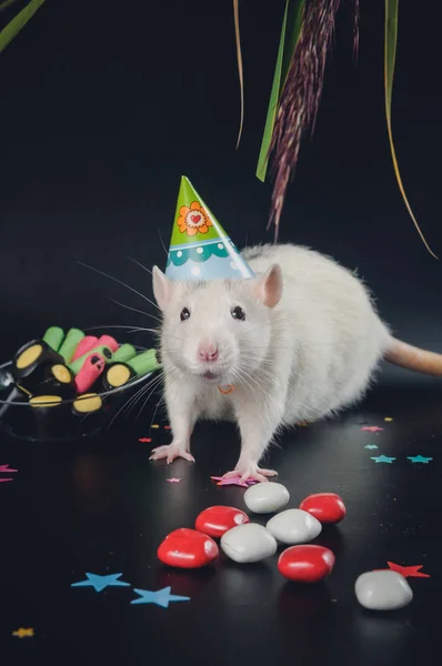 Festive rat eats candy on a black background