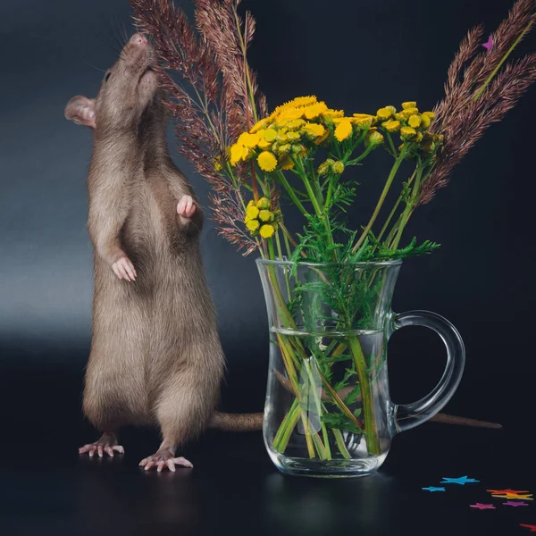 Brun inhemska råtta på en svart bakgrund — Stockfoto