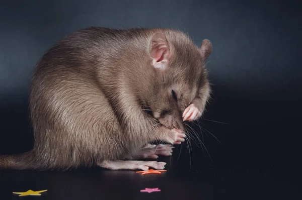 Bruin binnenlandse rat op een zwarte achtergrond — Stockfoto