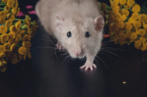 Cute rat next to yellow flowers — Stock Photo, Image