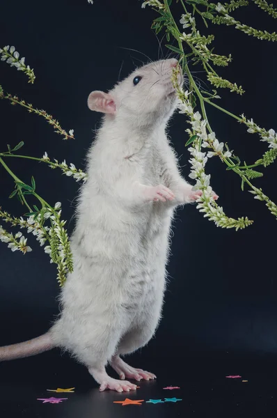 Lockig råtta med svarta ögon på en svart bakgrund nära blommorna — Stockfoto