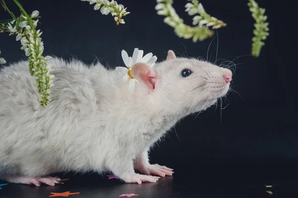 Kręcone szczur z czarnymi oczami na czarnym tle w pobliżu kwiatów — Zdjęcie stockowe